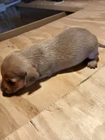 Male 2, a male Miniature Dachshund for sale in Hardinsburg, KY – 1 of 2