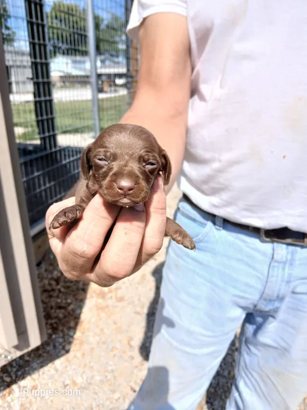 Male 2 – Miniature Dachshund puppy for sale in Hardinsburg, KY