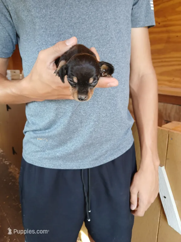 Male 4 – Miniature Dachshund puppy for sale in Hardinsburg, KY