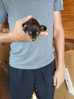 Male 4, a male Miniature Dachshund for sale in Hardinsburg, KY – 1 of 2