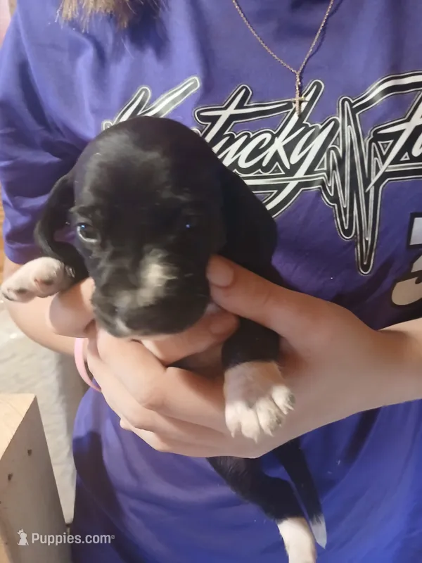 Female 1 – Miniature Dachshund puppy on hold in Hardinsburg, KY