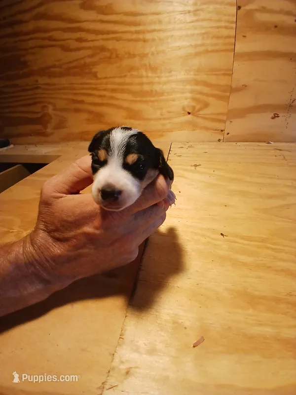 Female 1 – Miniature Dachshund puppy for sale in Hardinsburg, KY
