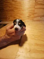 Female 1, a female Miniature Dachshund for sale in Hardinsburg, KY – 1 of 2