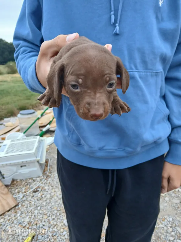 Male 2 Donna – Miniature Dachshund puppy for sale in Hardinsburg, KY