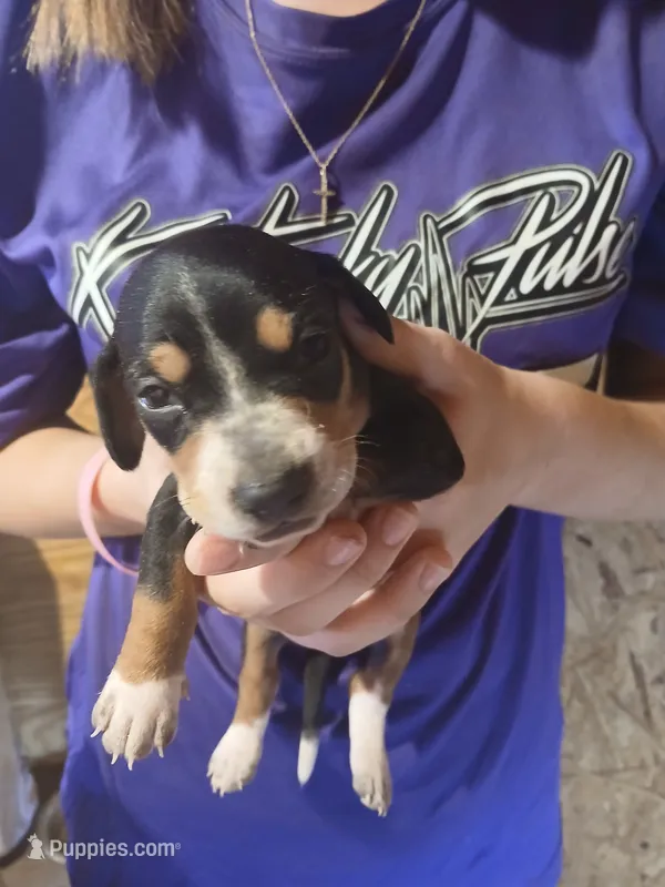 Male 2 – Miniature Dachshund puppy for sale in Hardinsburg, KY