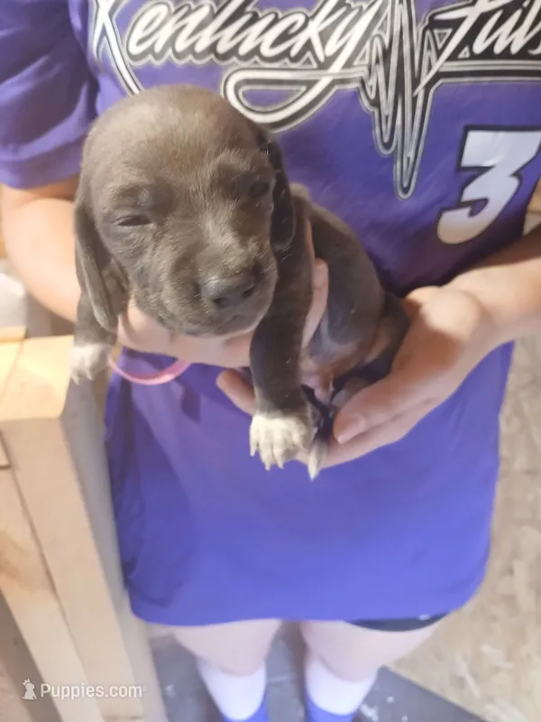 Male 3 – Miniature Dachshund puppy for sale in Hardinsburg, KY