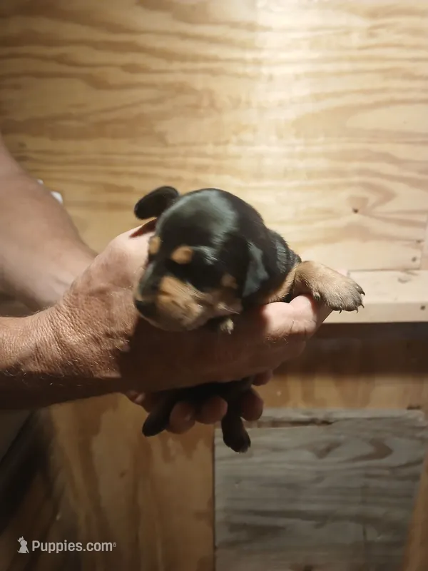Female 2 – Miniature Dachshund puppy for sale in Hardinsburg, KY