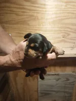 Female 2, a female Miniature Dachshund for sale in Hardinsburg, KY – 1 of 2