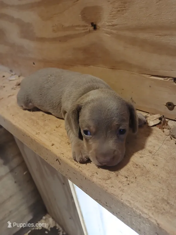 Male – Miniature Dachshund puppy for sale in Hardinsburg, KY