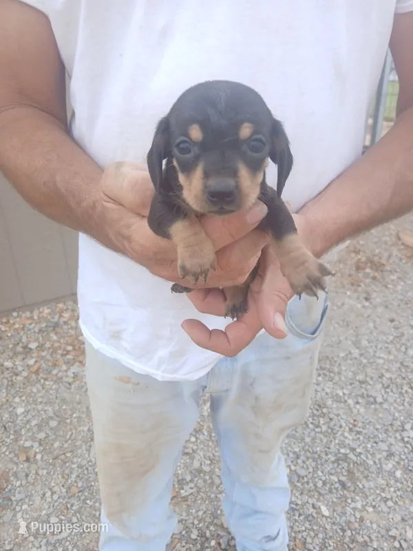 Male 4 Donna – Miniature Dachshund puppy for sale in Hardinsburg, KY