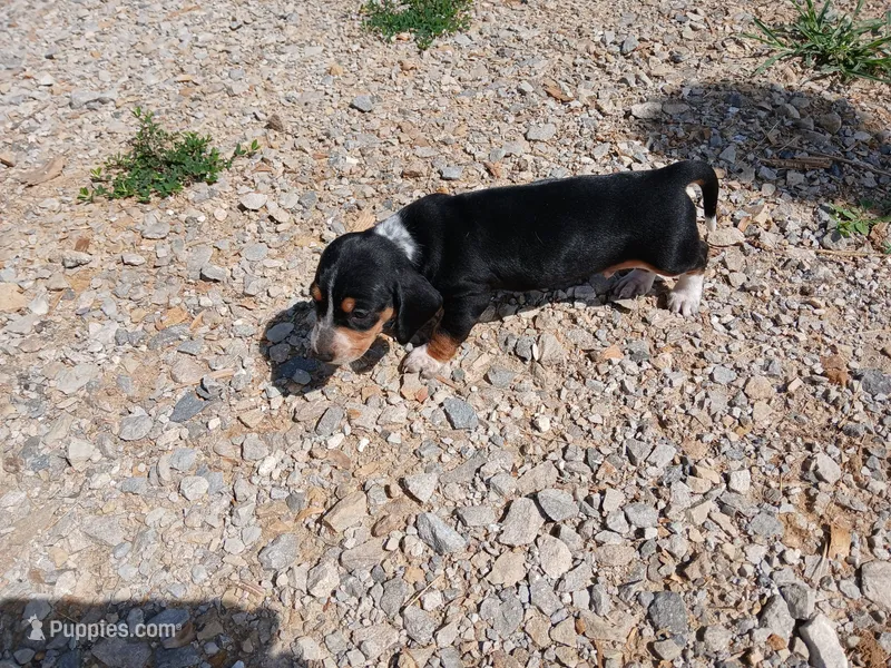 Male 2 – Miniature Dachshund puppy for sale in Hardinsburg, KY