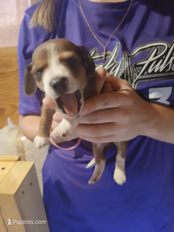 Male 1 – Miniature Dachshund puppy for sale in Hardinsburg, KY