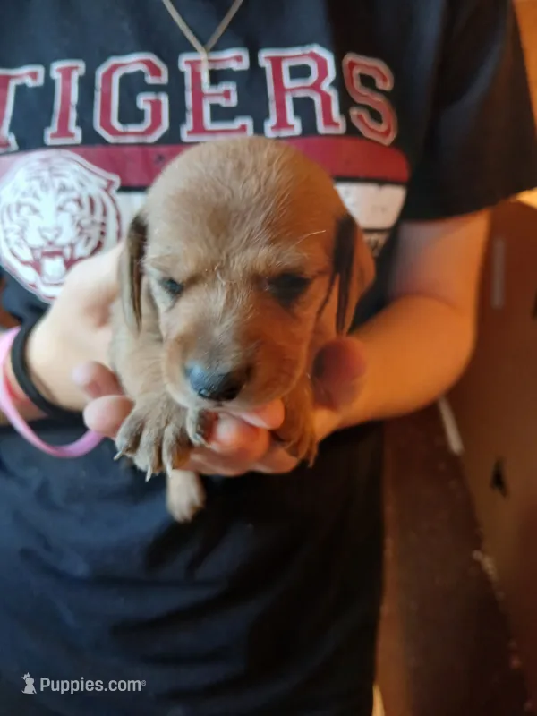 Male 2 – Miniature Dachshund puppy for sale in Hardinsburg, KY