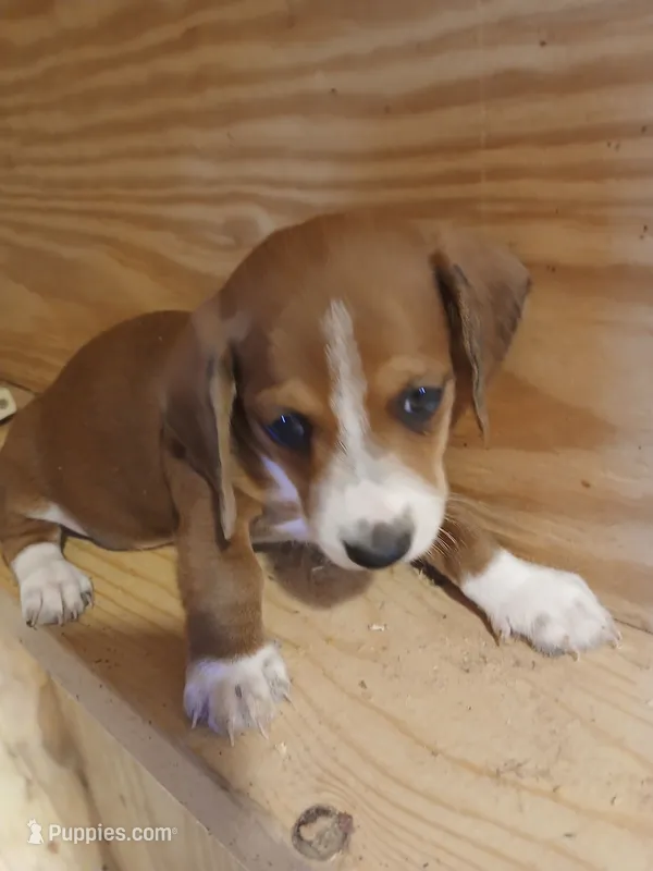 Male 1 – Miniature Dachshund puppy for sale in Hardinsburg, KY