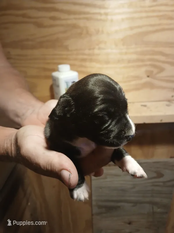 Female 1 – Miniature Dachshund puppy for sale in Hardinsburg, KY