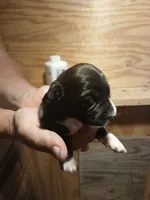 Female 1, a female Miniature Dachshund for sale in Hardinsburg, KY – 1 of 2