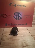 MALE , a male Miniature Dachshund for sale in Hardinsburg, KY – 3 of 3
