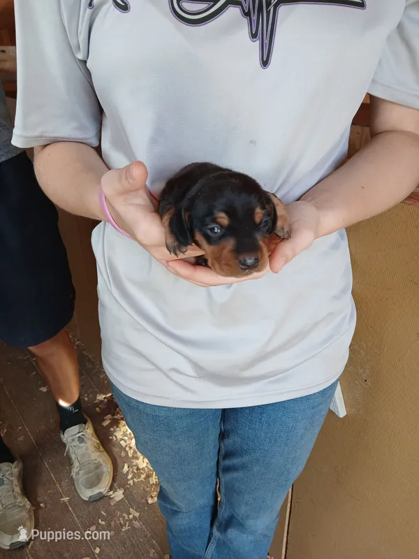 Male 3 – Miniature Dachshund puppy for sale in Hardinsburg, KY