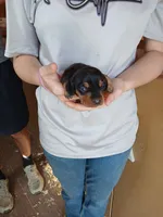 Male 3, a male Miniature Dachshund for sale in Hardinsburg, KY – 1 of 2