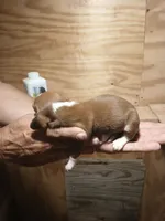 Male 1, a male Miniature Dachshund for sale in Hardinsburg, KY – 2 of 2