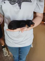 Male 3, a male Miniature Dachshund for sale in Hardinsburg, KY – 2 of 2