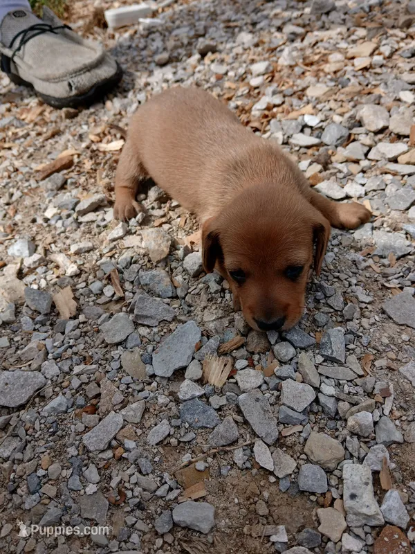 Male 2 – Miniature Dachshund puppy on hold in Hardinsburg, KY