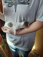 Female 1, a female Miniature Dachshund for sale in Hardinsburg, KY – 2 of 2
