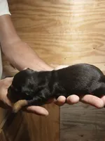 Female 2, a female Miniature Dachshund for sale in Hardinsburg, KY – 2 of 2