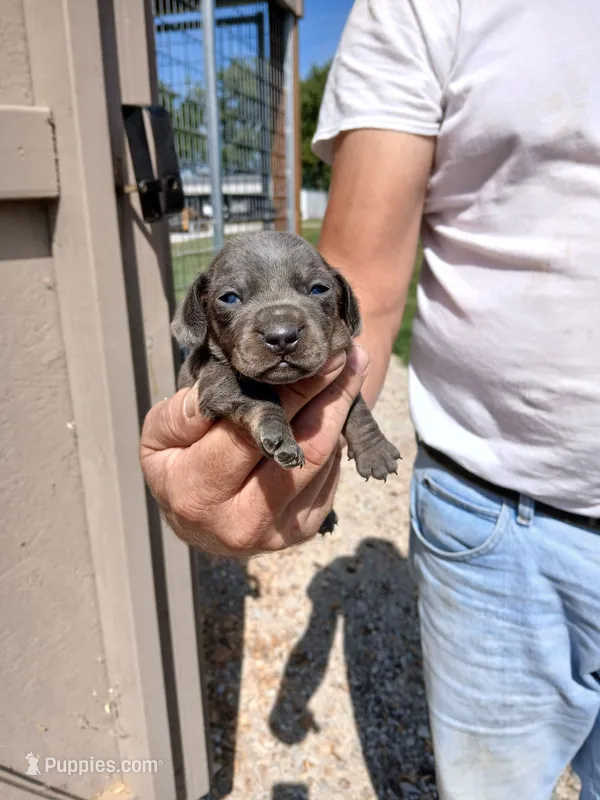 Male 1 – Miniature Dachshund puppy for sale in Hardinsburg, KY