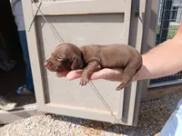Male 2, a male Miniature Dachshund for sale in Hardinsburg, KY – 2 of 2
