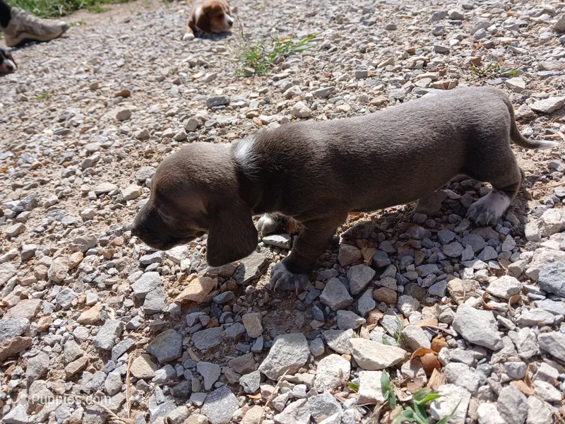 Male 3 – Miniature Dachshund puppy for sale in Hardinsburg, KY