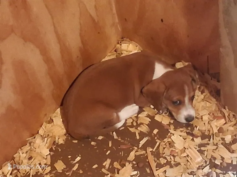 Male 1 – Miniature Dachshund puppy for sale in Hardinsburg, KY