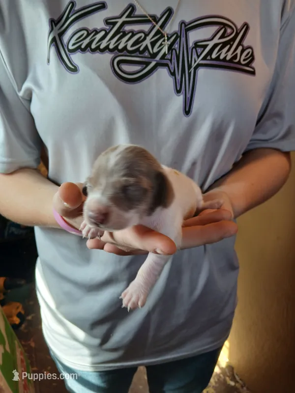 Female 1 – Miniature Dachshund puppy for sale in Hardinsburg, KY