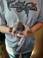 Female 1, a female Miniature Dachshund for sale in Hardinsburg, KY – 1 of 2