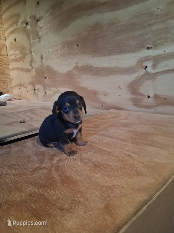 MALE  – Miniature Dachshund puppy for sale in Hardinsburg, KY