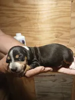 Male 2, a male Miniature Dachshund for sale in Hardinsburg, KY – 2 of 2