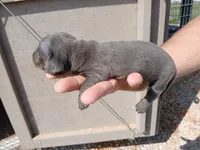 Male 1, a male Miniature Dachshund for sale in Hardinsburg, KY – 2 of 2