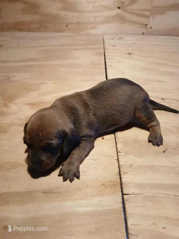 Male 1 – Miniature Dachshund puppy for sale in Hardinsburg, KY