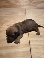 Male 1, a male Miniature Dachshund for sale in Hardinsburg, KY – 1 of 2