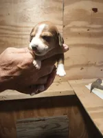 Male 1, a male Miniature Dachshund for sale in Hardinsburg, KY – 1 of 2
