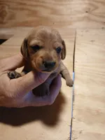 Male 2, a male Miniature Dachshund for sale in Hardinsburg, KY – 2 of 2