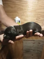 Female 1, a female Miniature Dachshund for sale in Hardinsburg, KY – 2 of 2