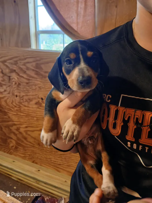 Male 2 – Miniature Dachshund puppy for sale in Hardinsburg, KY