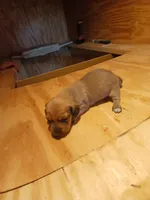 Female 2, a female Miniature Dachshund for sale in Hardinsburg, KY – 2 of 2
