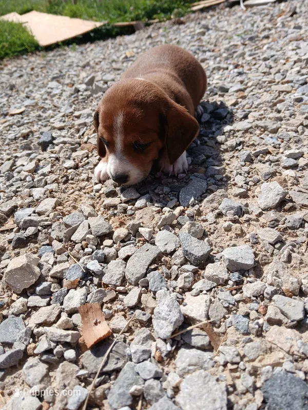 Male 1 – Miniature Dachshund puppy for sale in Hardinsburg, KY