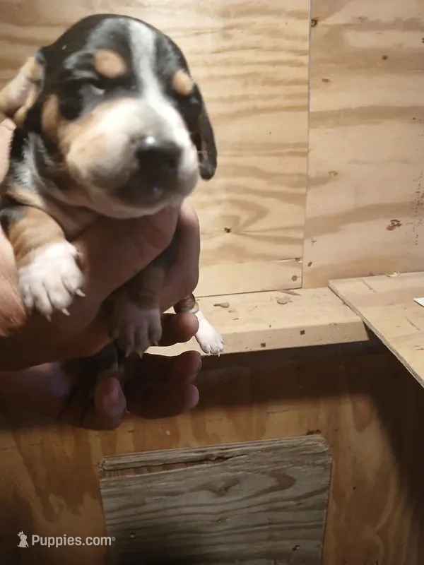 Male 2 – Miniature Dachshund puppy for sale in Hardinsburg, KY