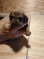 Male 1, a male Miniature Dachshund for sale in Hardinsburg, KY – 2 of 2