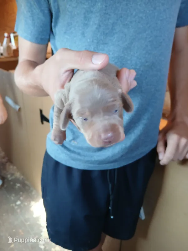 Male – Miniature Dachshund puppy for sale in Hardinsburg, KY