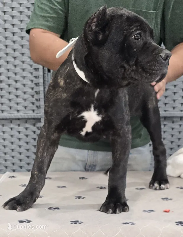 AKC & ICCF - Morganza x Lawman - White Collar Girl – Cane Corso puppy for sale in Gorman, TX