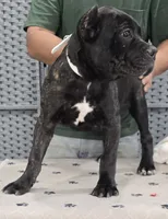 AKC & ICCF - Morganza x Lawman - White Collar Girl, a female Cane Corso for sale in Gorman, TX – 1 of 4